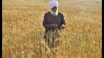 Wheat harvesting in Punjab is set to be delayed by 7-10 days due to the ongoing low night temperature, according to farm experts. (Sameer Sehgal/HT) Wheat harvesting in Punjab is set to be delayed by 7-10 days due to the ongoing low night temperature, according to farm experts. (Sameer Sehgal/HT)