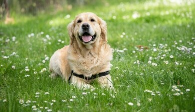 Our comprehensive guide on caring for Labrador puppies, includes tips to prevent physical injuries, simple exercises, and diet tips for a happy and healthy pet. (Unsplash) Our comprehensive guide on caring for Labrador puppies, includes tips to prevent physical injuries, simple exercises, and diet tips for a happy and healthy pet. (Unsplash)