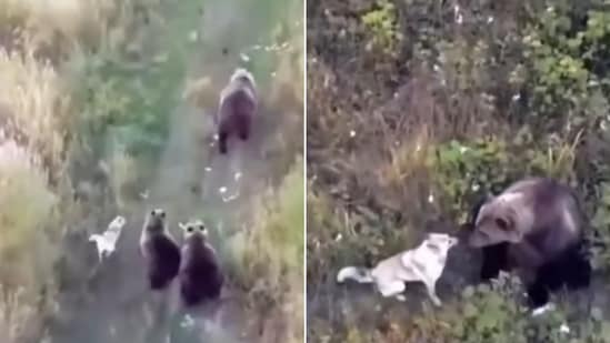 The image from a drone video shows a missing husky with bears. (Screengrab)