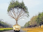 Are there any laws protecting trees and do these laws detail the procedure of transplantation?. (HT File Photo) Are there any laws protecting trees and do these laws detail the procedure of transplantation?. (HT File Photo)