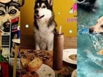 Treat your pet companions to an all-organic, gluten-free menu featuring 'pupizzas', omelettes and dog beer.