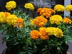 marigold_plant
