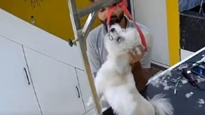 Pet groomer caught hitting dogs in CCTV footage, booked Pet groomer caught hitting dogs in CCTV footage, booked