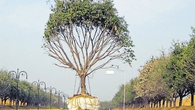 Are there any laws protecting trees and do these laws detail the procedure of transplantation?. (HT File Photo) Are there any laws protecting trees and do these laws detail the procedure of transplantation?. (HT File Photo)