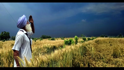 A farmer standing in a wheat crop field looking at the dark clouds in the sky in Bathinda. (Sanjeev Kumar/HT) A farmer standing in a wheat crop field looking at the dark clouds in the sky in Bathinda. (Sanjeev Kumar/HT)