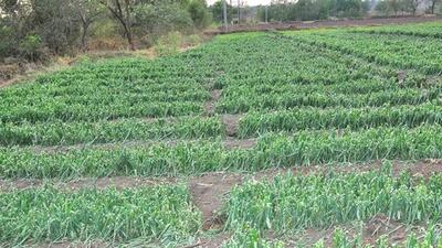 According to the IMD, the rainfall (along with gusty winds and thunder activity) alert will continue for Vidarbha and Marathwada till April 15. (REPRESENTATIVE PHOTO) According to the IMD, the rainfall (along with gusty winds and thunder activity) alert will continue for Vidarbha and Marathwada till April 15. (REPRESENTATIVE PHOTO)