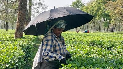 Alipurduar, a reserved seat for the Scheduled Tribe (ST) is going to polls on April 19. (HT photo) Alipurduar, a reserved seat for the Scheduled Tribe (ST) is going to polls on April 19. (HT photo)