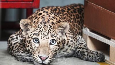 In a previous incident, a four-year-old Ayush Shinde, from Umbraj village, which is a 10 km distance from Shiroli village, was attacked by leopard on March 12. (REPRESENTATIVE PHOTO) In a previous incident, a four-year-old Ayush Shinde, from Umbraj village, which is a 10 km distance from Shiroli village, was attacked by leopard on March 12. (REPRESENTATIVE PHOTO)