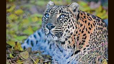 On March 8, a two-year-old leopard and two cubs were found dead in an orchard in Janguni village in Shimla. (AFP) On March 8, a two-year-old leopard and two cubs were found dead in an orchard in Janguni village in Shimla. (AFP)