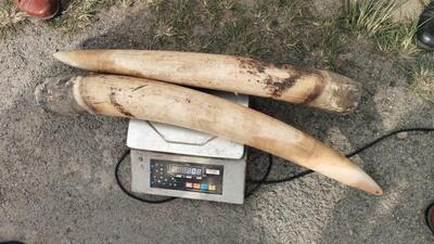 The elephant tusks after the seizure. (Sourced image.) The elephant tusks after the seizure. (Sourced image.)