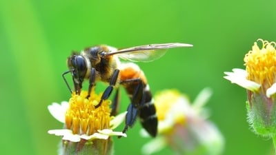 For the most part, bees are innocuous winged insects that perform the vital role of pollination and thus ensure food security and ecological balance for the rest of us. (Getty Images/iStockphoto) For the most part, bees are innocuous winged insects that perform the vital role of pollination and thus ensure food security and ecological balance for the rest of us. (Getty Images/iStockphoto)
