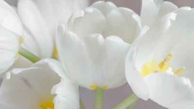 White: The seventh day of Navratri is dedicated to Goddess Kalaratri, and the colour white represents purity, peace, and spirituality. (Unsplash) White: The seventh day of Navratri is dedicated to Goddess Kalaratri, and the colour white represents purity, peace, and spirituality. (Unsplash)