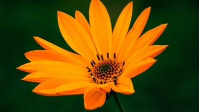 Orange: The sixth day of Navratri is dedicated to Goddess Katyayani, and the colour orange represents passion, enthusiasm, and creativity. (Unsplash) Orange: The sixth day of Navratri is dedicated to Goddess Katyayani, and the colour orange represents passion, enthusiasm, and creativity. (Unsplash)