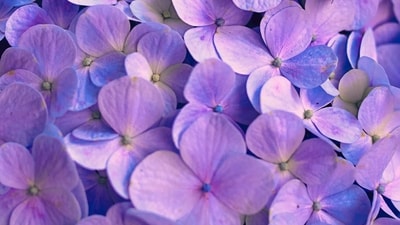 Purple: The ninth day of Navratri is dedicated to Goddess Siddhidatri, and the color purple represents spiritual growth, transformation, and the attainment of enlightenment. (Unsplash) Purple: The ninth day of Navratri is dedicated to Goddess Siddhidatri, and the color purple represents spiritual growth, transformation, and the attainment of enlightenment. (Unsplash)
