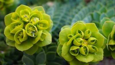 Green: The fourth day of Navratri is dedicated to Goddess Kushmanda, and the colour green represents growth, harmony, and balance. (Unsplash) Green: The fourth day of Navratri is dedicated to Goddess Kushmanda, and the colour green represents growth, harmony, and balance. (Unsplash)