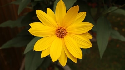 Yellow: The third day of Navratri is dedicated to Goddess Chandraghanta, and the colour yellow represents happiness, optimism, and positivity. Yellow also symbolizes the power of the sun and the warmth of the divine feminine energy. (Unsplash) Yellow: The third day of Navratri is dedicated to Goddess Chandraghanta, and the colour yellow represents happiness, optimism, and positivity. Yellow also symbolizes the power of the sun and the warmth of the divine feminine energy. (Unsplash)