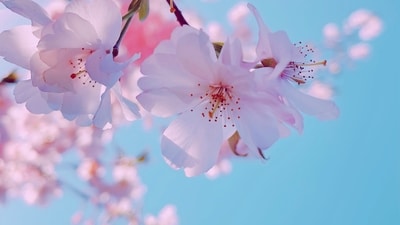 Pink: The eighth day of Navratri is dedicated to Goddess Mahagauri, and the colour pink represents love, compassion, and nurturing. (Unsplash) Pink: The eighth day of Navratri is dedicated to Goddess Mahagauri, and the colour pink represents love, compassion, and nurturing. (Unsplash)
