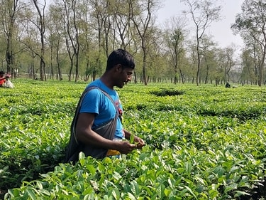 There are 283 tea gardens spread over the hills. There are 283 tea gardens spread over the hills.
