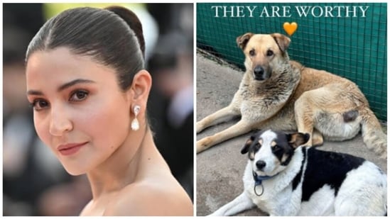 Anushka Sharma posted a video of a pit bull attacking boy as locals look on. The clip was shared by Dharamsala Animal Rescue.