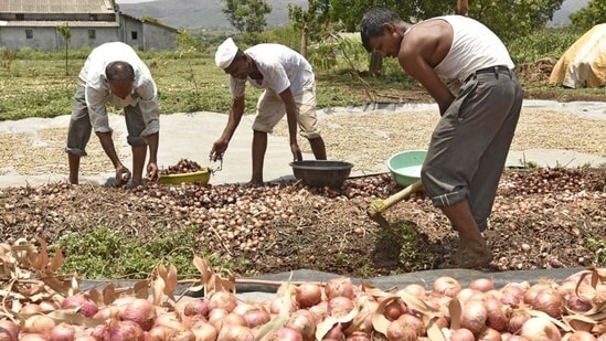 Farmers and traders are protesting APMC’s latest mandate of slicing the weighing and labour charges off farmers’ share and passing it on to the Mathadi (head loaders) Board (REPRESENTATIVE PHOTO)