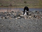 A woman searches for chrome from the scrap in Bulqiza, a city with one of the largest chromium reserves in Albania where a large amount of Hydrogen was recently discovered, in Bulqiza, Albania, March 31, 2024. REUTERS/Florion Goga