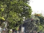 The Brihanmumbai Municipal Corporation (BMC) has been facing flak for unscientific methods of tree trimming these days. The Brihanmumbai Municipal Corporation (BMC) has been facing flak for unscientific methods of tree trimming these days.