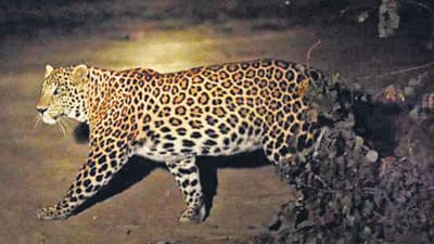 After the Asola Bhatti census is complete, the department plans to carry out a similar exercise across Delhi’s biodiversity parks under the jurisdiction of DDA. (HT Archive) After the Asola Bhatti census is complete, the department plans to carry out a similar exercise across Delhi’s biodiversity parks under the jurisdiction of DDA. (HT Archive)