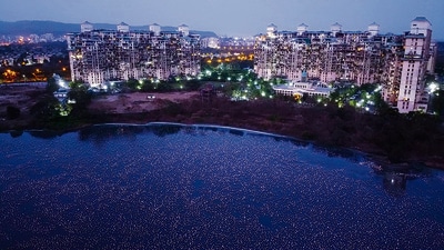 Flamingoes flock to Talawe in Navi Mumbai, during the pandemic. Around the world during this time, birds became more audible; some actually responded to the quiet by beginning to sing more softly. (HT Archives) Flamingoes flock to Talawe in Navi Mumbai, during the pandemic. Around the world during this time, birds became more audible; some actually responded to the quiet by beginning to sing more softly. (HT Archives)