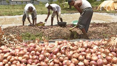 Wholesale trade of the kitchen staple has been affected after traders halted auction across the district, including India’s largest Lasalgaon wholesale market, protesting against deduction of weighing and labour charges from farmers share and passing it on to Mathadis (head loaders) Board. (REPRESENTATIVE PHOTO) Wholesale trade of the kitchen staple has been affected after traders halted auction across the district, including India’s largest Lasalgaon wholesale market, protesting against deduction of weighing and labour charges from farmers share and passing it on to Mathadis (head loaders) Board. (REPRESENTATIVE PHOTO)