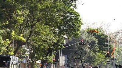 The Brihanmumbai Municipal Corporation (BMC) has been facing flak for unscientific methods of tree trimming these days. (HT File (Representational Image)) The Brihanmumbai Municipal Corporation (BMC) has been facing flak for unscientific methods of tree trimming these days. (HT File (Representational Image))