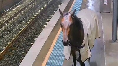 A horse was seen trotting inside a train station in Sydney. (X/ Mr Pål Christiansen) A horse was seen trotting inside a train station in Sydney. (X/ Mr Pål Christiansen)