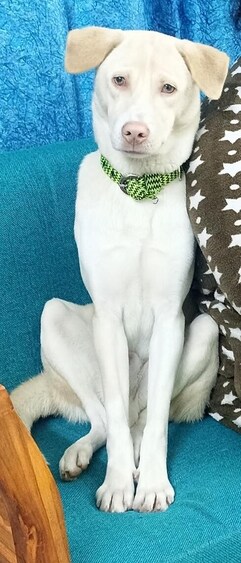 Leo is a laidback dog who can easily charm anyone into becoming his BFF. Leo is a laidback dog who can easily charm anyone into becoming his BFF.