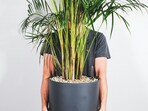 areca_palm