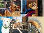 Meet these animals in Delhi-NCR, who are searching for forever homes this week. Meet these animals in Delhi-NCR, who are searching for forever homes this week.