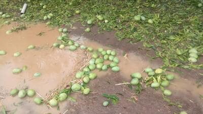 Unseasonal rain destroys 38K ha of crops, poses new challenge for ruling alliance Unseasonal rain destroys 38K ha of crops, poses new challenge for ruling alliance