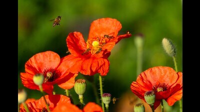 Hoverflies and honeybees on ornamental poppies, Panchkula. (PHOTO: DR RAJIV NARWAL)