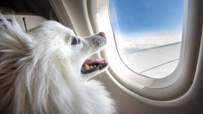 BARK Air: World's first doggy jet service offers fur-st class luxury BARK Air: World's first doggy jet service offers fur-st class luxury