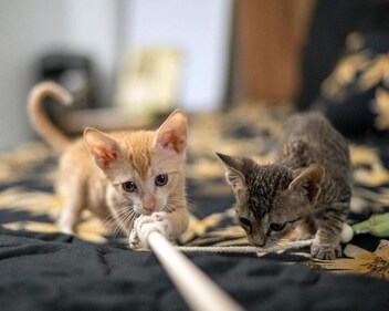 Apricot and Raisin are inseparable brothers who are up for adoption together. Apricot and Raisin are inseparable brothers who are up for adoption together.