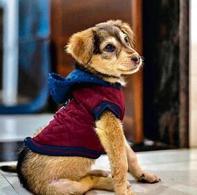 Chhutki is a playful little girl who loves trotting along with her human and canine companions. Chhutki is a playful little girl who loves trotting along with her human and canine companions.