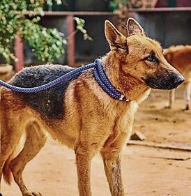 Jack was abandoned by his humans but he is still on the lookout for his forever home to protect and cherish. Jack was abandoned by his humans but he is still on the lookout for his forever home to protect and cherish.