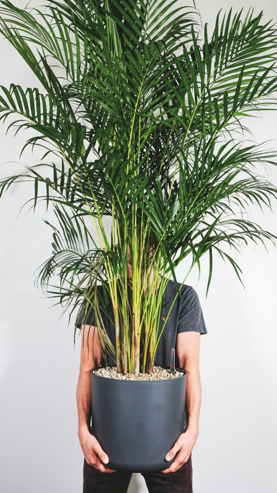 areca_palm