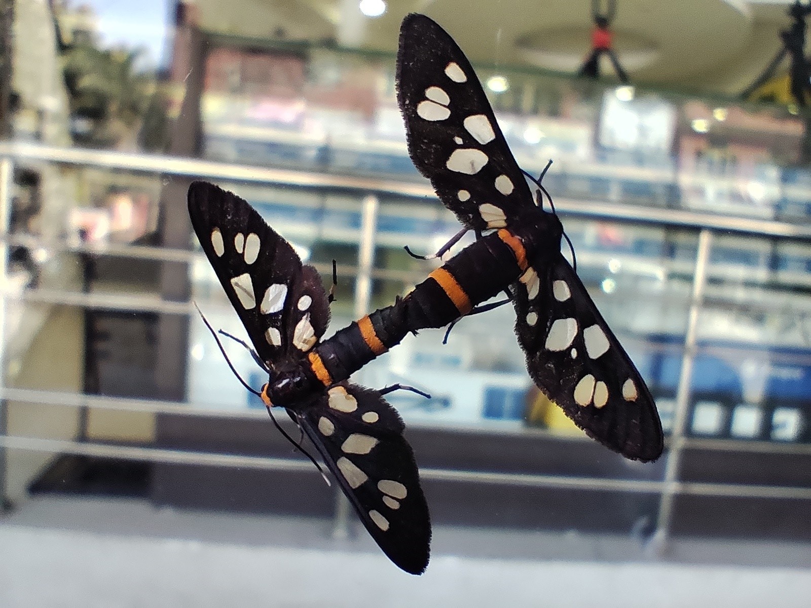 A mating pair of Wasp moths, Ghumar mandi, Ludhiana. (PHOTO: RASHPAL SINGH)