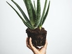 aloe-vera_plant