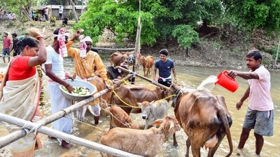 People bathe their cows on the occasion of “Garu Bihu” as part of the Rongali Bihu festival celebration, at Dipota village, in Sonitpur on Saturday. (ANI) People bathe their cows on the occasion of “Garu Bihu” as part of the Rongali Bihu festival celebration, at Dipota village, in Sonitpur on Saturday. (ANI)