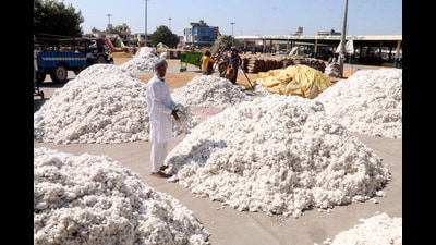 Days before the commencement of kharif sowing season, Punjab is struggling with diversification plans by turning farmers towards the cultivation of the traditional crop of cotton. (HT File)