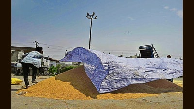 Having touched 36° C earlier in the week, the maximum temperature dropped eight notches to 28° C on Sunday. (Gurpreet Singh/HT) Having touched 36° C earlier in the week, the maximum temperature dropped eight notches to 28° C on Sunday. (Gurpreet Singh/HT)