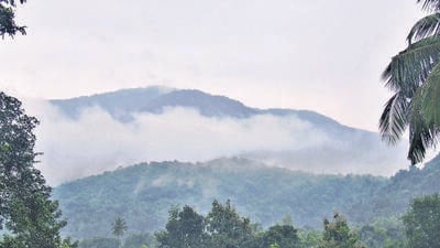 The wildlife corridor is a densely forested area in the Western Ghats that’s home to several species of animals, plants, perennial streams and indigenous flora and fauna, including tigers and elephants. (Hindustan Times) The wildlife corridor is a densely forested area in the Western Ghats that’s home to several species of animals, plants, perennial streams and indigenous flora and fauna, including tigers and elephants. (Hindustan Times)