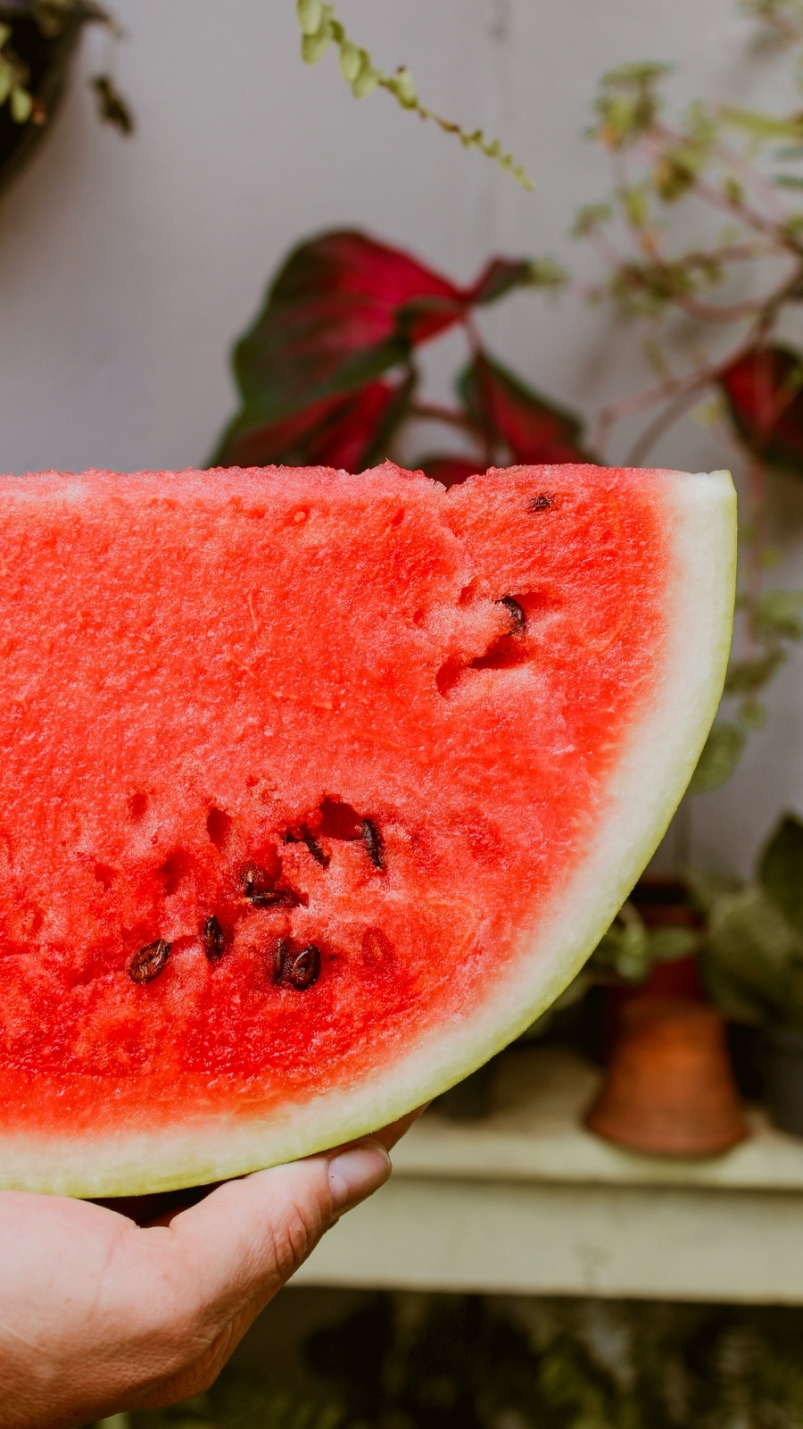 Watermelon_pic