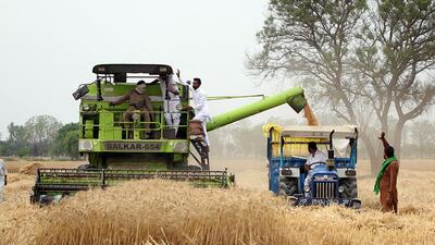 Farmers harvesting wheat crop near Bathinda, Punjab. (Sanjeev Kumar/HT) Farmers harvesting wheat crop near Bathinda, Punjab. (Sanjeev Kumar/HT)