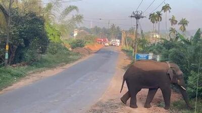 In past several months, the Kodagu district has faced significant challenges due to wild elephant encounters. (File photo) In past several months, the Kodagu district has faced significant challenges due to wild elephant encounters. (File photo)